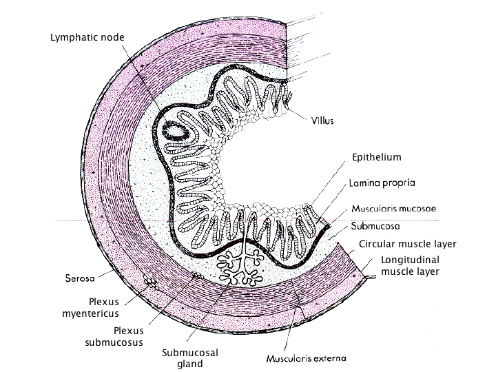 gastrointestinal tract the
