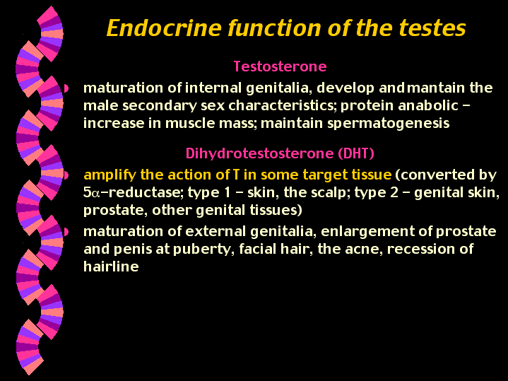 endocrine-function-of-the-testes